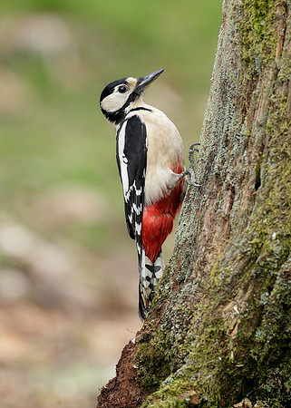 Great Spotted Woodpecker Dendrocopus major