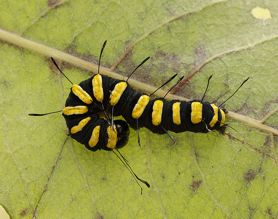 73.036 BF2281 Alder Moth Acronicta alni