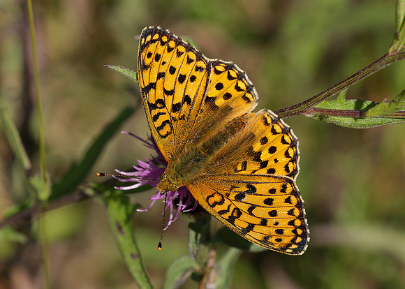 Dark Green fritillary Argynnis aglaja
