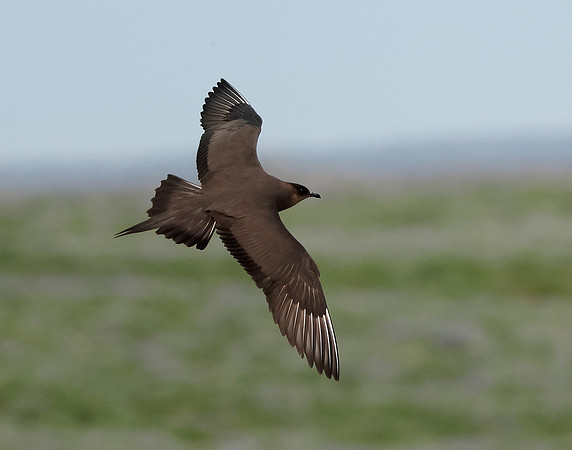 Arctic Skua Stercorarius parasiticus