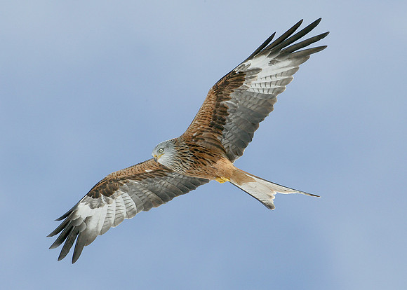 Red Kite Milvus milvus