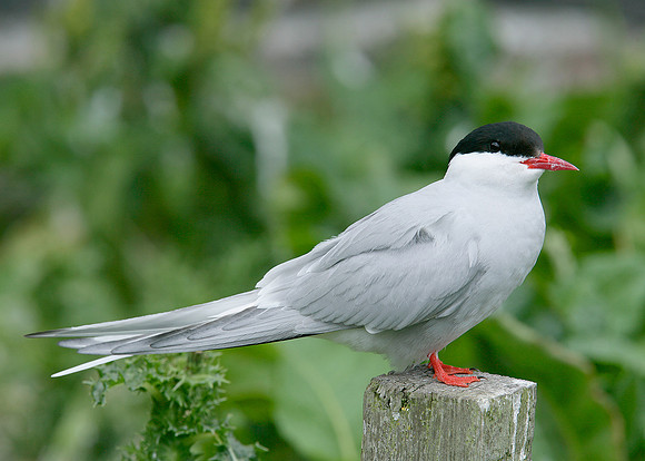 Arctic Tern Sterna paradisaea