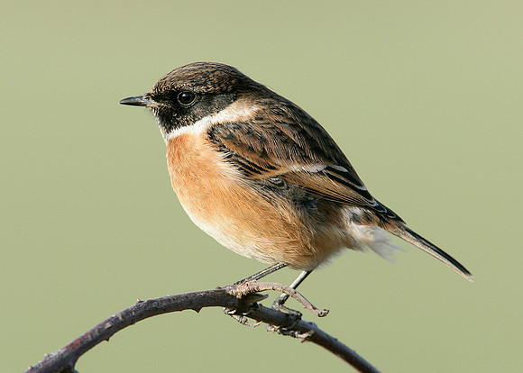 Stonechat Saxicola torquatus