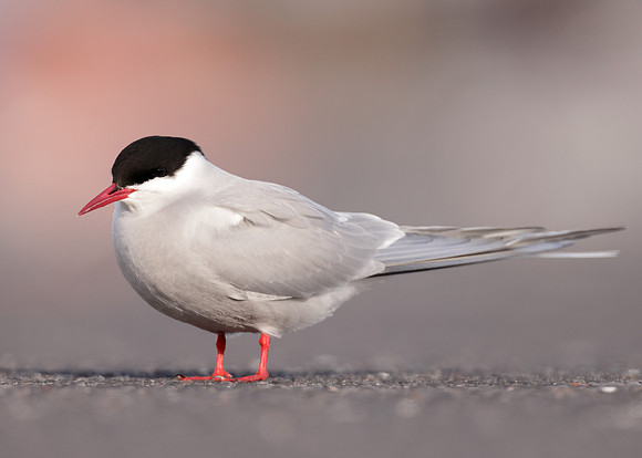 Arctic Tern Sterna paradisaea
