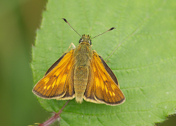 Large Skipper Ochlodes venata