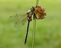 Northern Emerald Somatochlora arctica