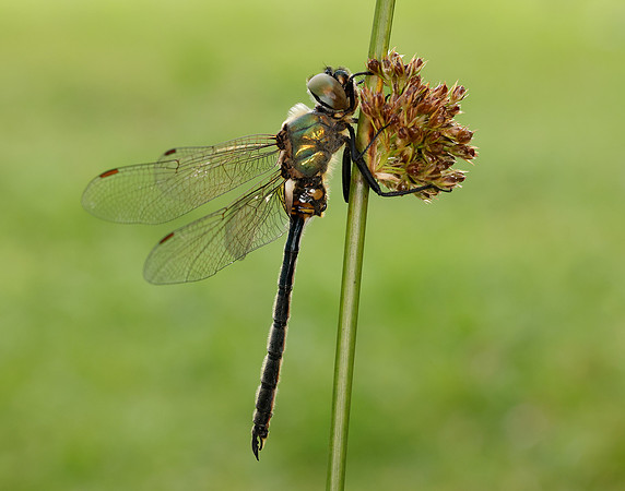 Northern Emerald Somatochlora arctica