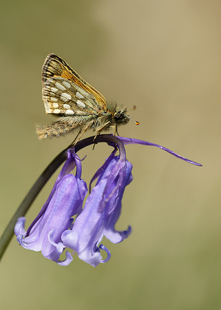 Chequered Skipper Carterocephalus palaemon