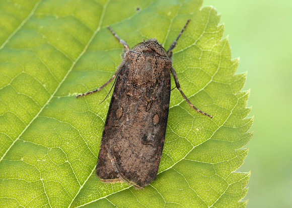 73.319 BF2087 Turnip Moth Agrotis segetum