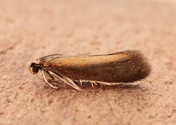 13.002 BF447 Roeslerstammia erxlebella