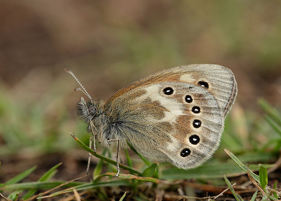 Large Heath Coenonympha tullia davus