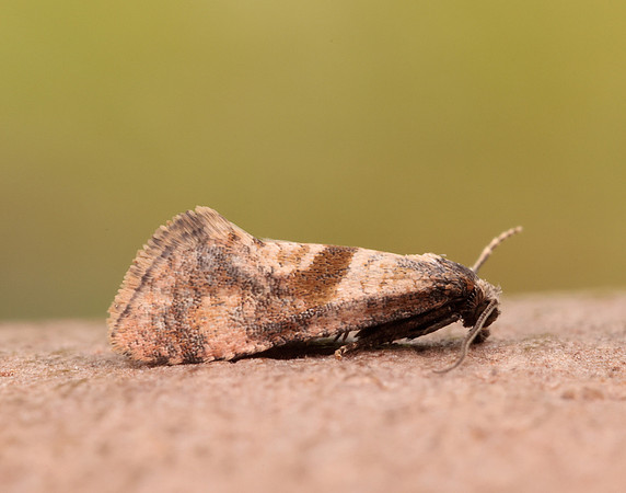 49.132 BF956 Cochylidia implicitana
