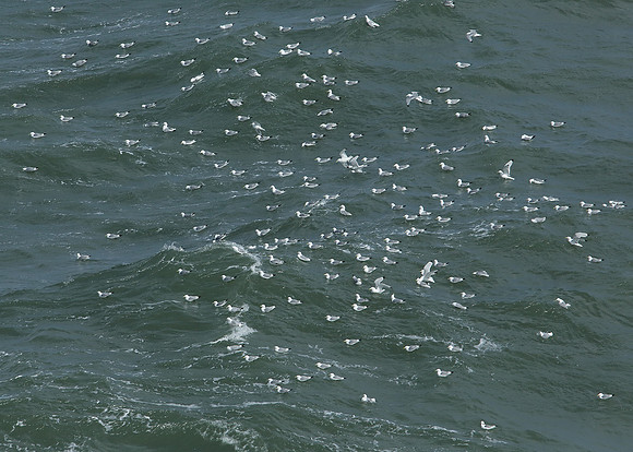 Kittiwake Rissa tridactyla