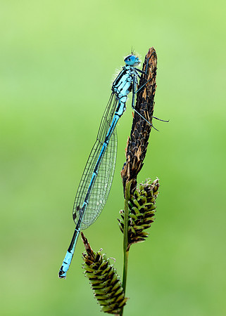 Variable Damselfly Coenagrion pulchellum