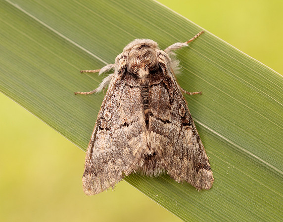 73.032 BF2425 Nut-tree Tussock Colocasia coryli