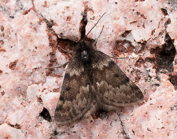 70.289 BF1965 Black Mountain Moth Glacies coracina