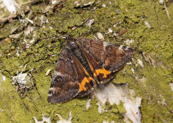 70.203 BF1661 Orange Underwing Archiearis parthenias