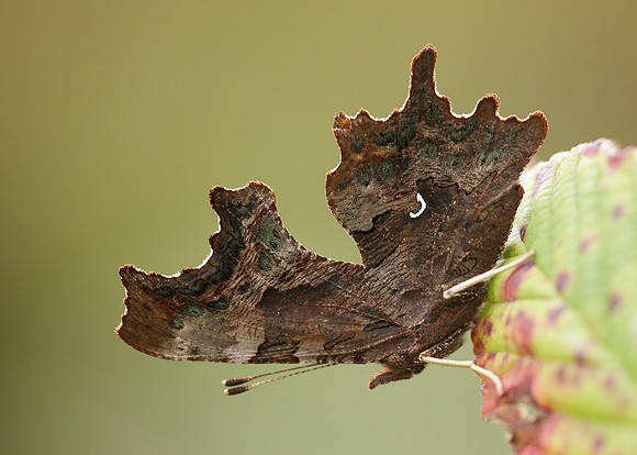 Comma Polygonia c-album