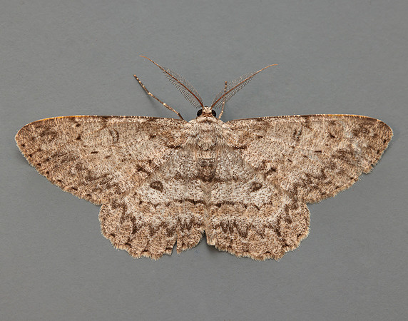 70.268 BF1944 Pale Oak Beauty Hypomecis punctinalis