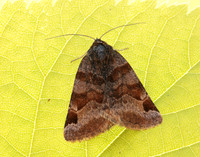 72.083 BF2463 Burnet Companion Euclidia glyphica