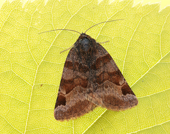 72.083 BF2463 Burnet Companion Euclidia glyphica