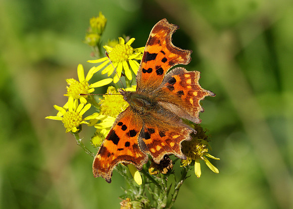 Comma Polygonia c-album