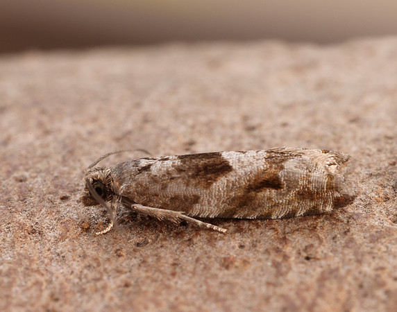 49.223 BF1159 Holly Tortrix Rhopobota naevana