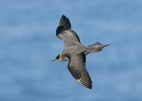 Arctic Skua Stercorarius parasiticus