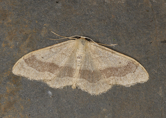 70.016 BF1713 Riband Wave Idaea aversata