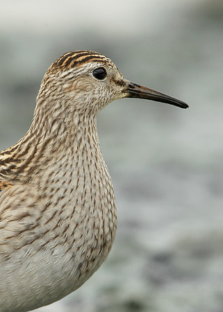 Pectoral Sandpiper Calidris melanotos