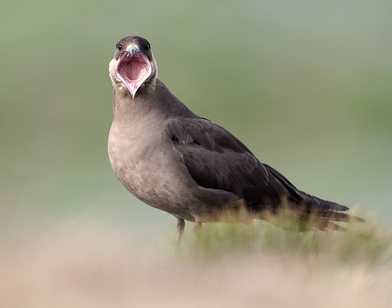 Arctic Skua Stercorarius parasiticus