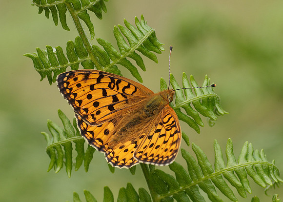 Dark Green fritillary Argynnis aglaja
