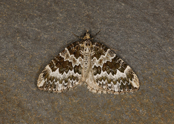 70.086 BF1773 Broken-barred Carpet Electrophaes corylata