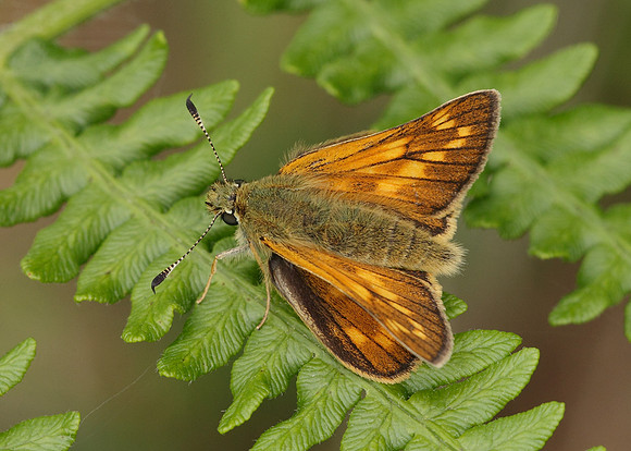 Large Skipper Ochlodes venata