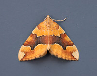 70.085 BF1765 Barred Yellow Cidaria fulvata
