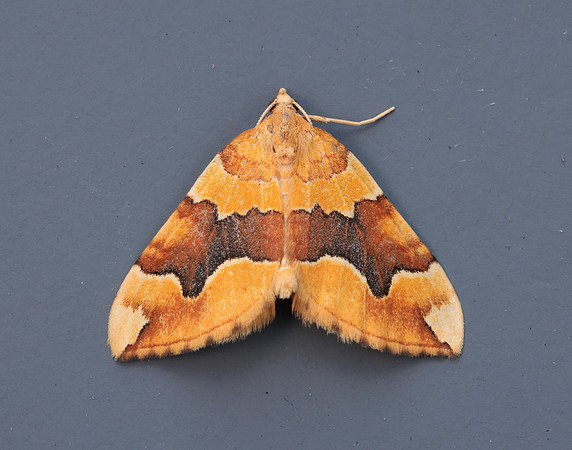 70.085 BF1765 Barred Yellow Cidaria fulvata