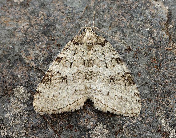 70.107 BF1795 November Moth Epirrita dilutata