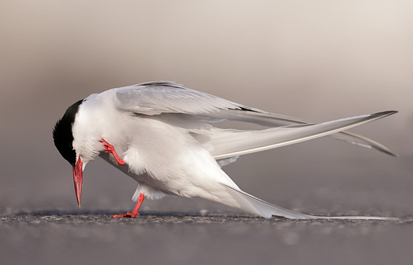 Arctic Tern Sterna paradisaea