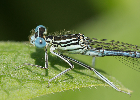 White-legged Damselfly Platycnemis pennipes
