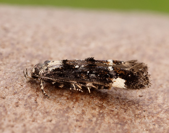 40.001 BF885 Mompha conturbatella