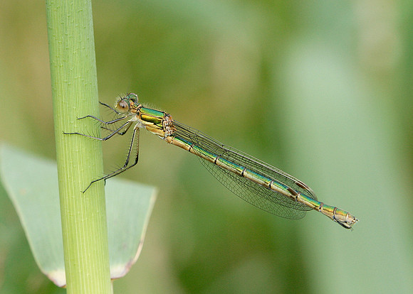 Emerald Damselfly Lestes sponsa