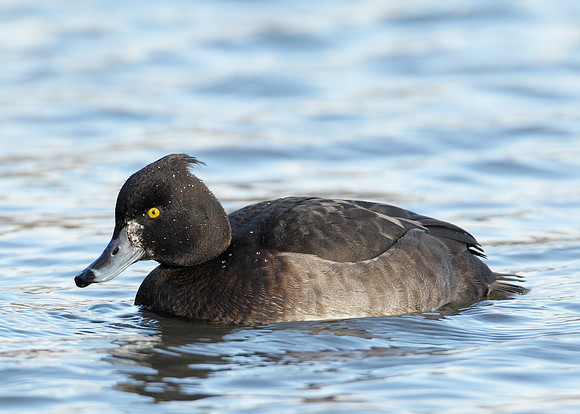 Tufted Duck Aythya fuligula