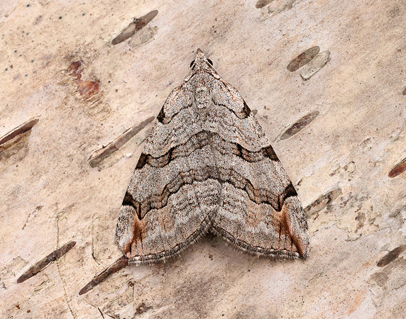 70.192 BF1867 Treble-bar Aplocera plagiata