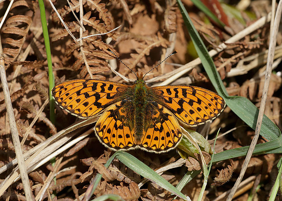 Pearl-Bordered Fritillary Boloria euphrosyne