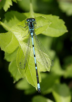 Variable Damselfly Coenagrion pulchellum