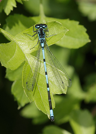 Variable Damselfly Coenagrion pulchellum