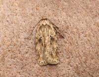 32.017 BF697 Agonopterix arenella