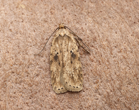 32.017 BF697 Agonopterix arenella