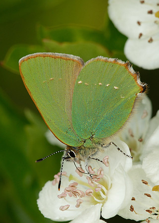 Green Hairstreak Callophrys rubi