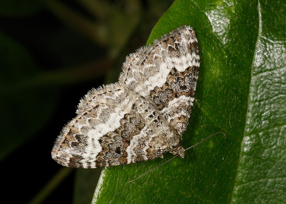 70.061 BF1738 Common Carpet Epirrhoe alternata alternata